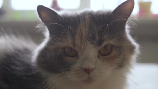 Вид крупным планом злой кошки с красивыми жёлтыми глазами, смотрящей в камеру — стоковое видео