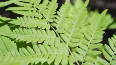 Esinti tarafından sallanan ferns Close-up