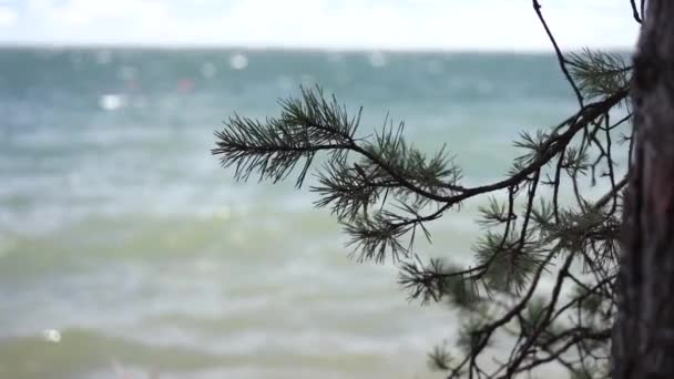 Aghi di pini sopra l'acqua in rack focus — Video Stock