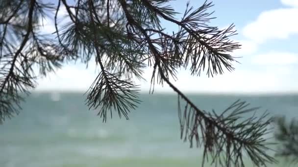 Nadeln von Kiefern über Wasser im Regalfokus — Stockvideo