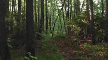 ağaçların arasından uçan, kısa video