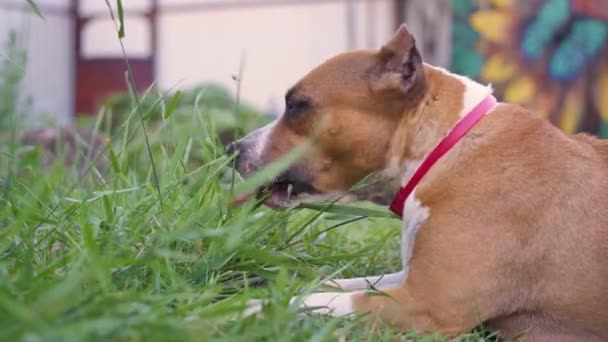 Американский стаффордширский терьер ест траву — стоковое видео