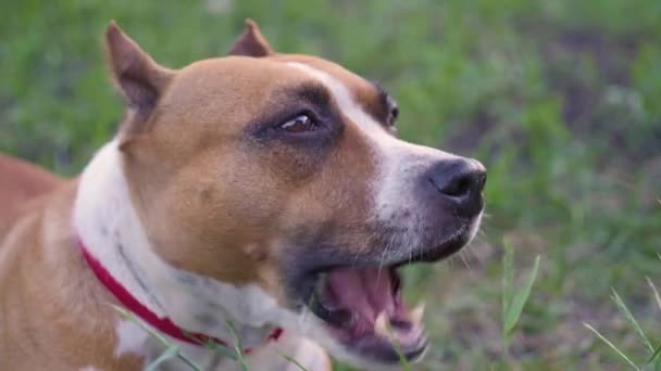 American staffordshire terrier eat grass — Stock Video