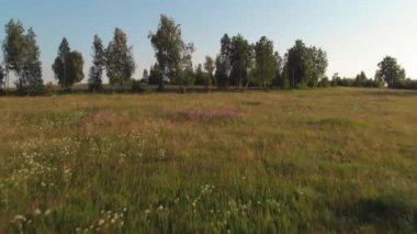 Havadan görünümü. Ağaçlar ve gün batımı ışık yeşil çimenli tepeler üzerinde uçuş