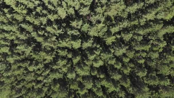 Luchtfoto, camera beweegt oprijzen uit bomen dennenbos — Stockvideo