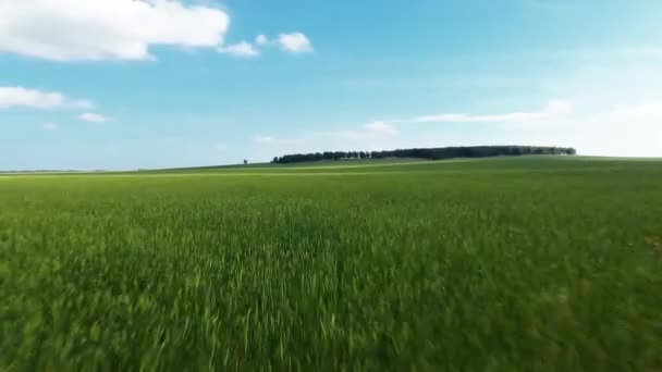 Luchtfoto, lage vlucht over gras — Stockvideo