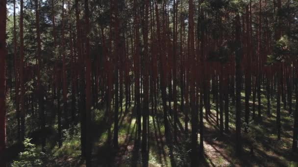 Volando pasando por los pinos. punto de vista, vista del dron de los pinos del bosque talla al atardecer en verano — Vídeos de Stock