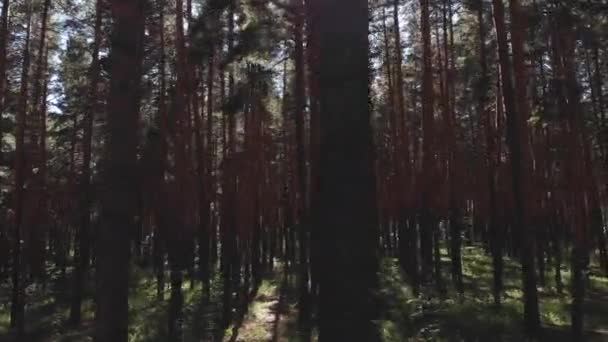 Latającego przechodzącą lasem sosnowym. punktu widzenia, dron Zobacz talla lasu sosny o zachodzie słońca latem — Wideo stockowe