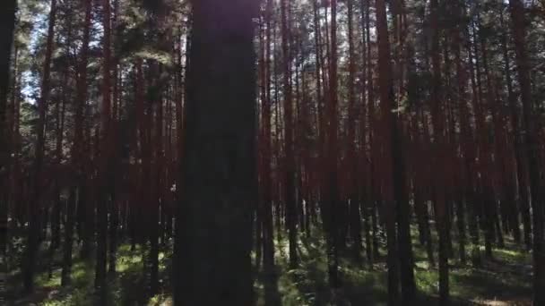 Latającego przechodzącą lasem sosnowym. punktu widzenia, dron Zobacz talla lasu sosny o zachodzie słońca latem — Wideo stockowe