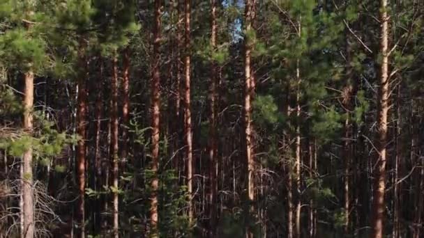 Ohromující výhled na jezero na fotoaparátu vzlétnout z borového lesa — Stock video