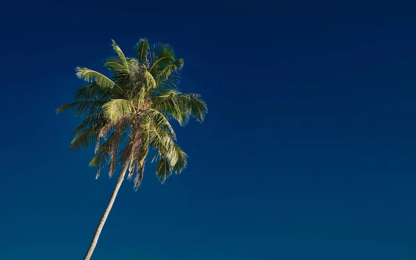 完美的棕榈树对美丽的深蓝色天空 — 图库照片