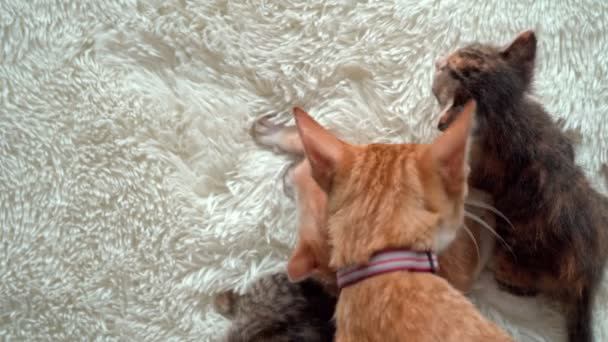 Roztomilá koťátka na chlupaté bílé přikrývce — Stock video