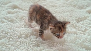 Kürklü beyaz bir battaniyenin üzerinde şirin bir kedi yavrusu.