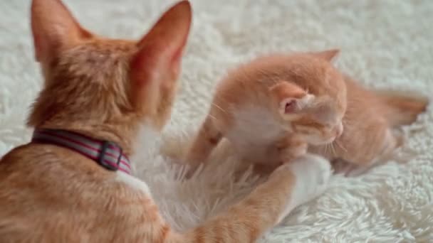 Roztomilá koťátka na chlupaté bílé přikrývce — Stock video