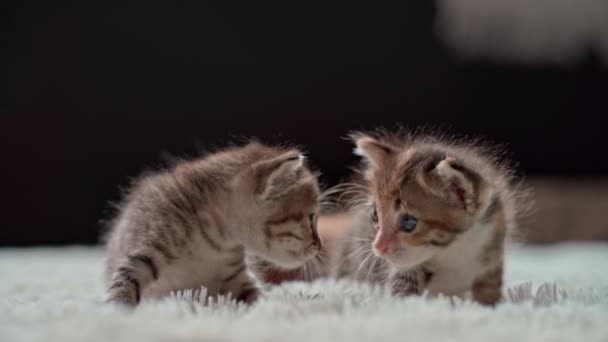 Leuke kleine kittens op een harige witte deken — Stockvideo