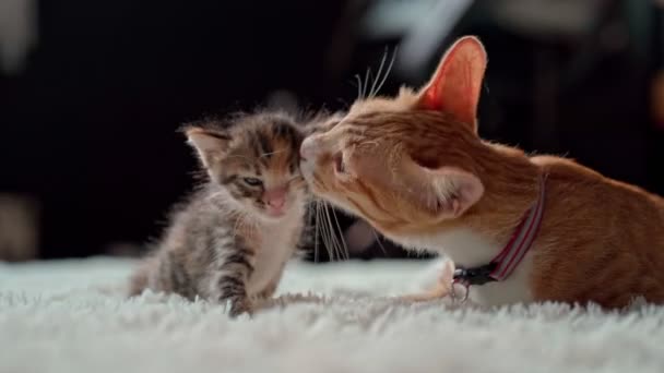 Lindos gatitos en una manta blanca peluda — Vídeo de stock