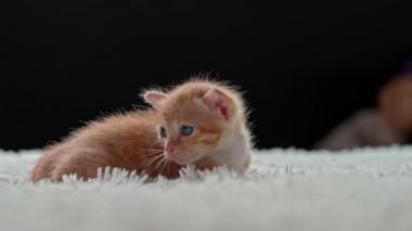 Kürklü beyaz bir battaniyenin üzerinde şirin bir kedi yavrusu.