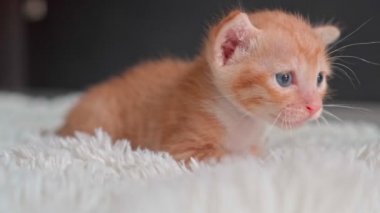 Kürklü beyaz bir battaniyenin üzerinde şirin bir kedi yavrusu.