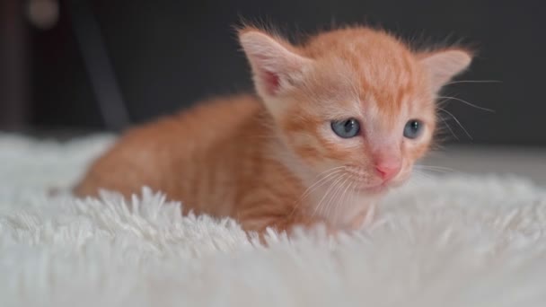 Roztomilé koťátko na chlupaté bílé dece — Stock video