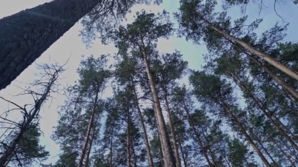 Höga tunna träd i en skog — Stockvideo