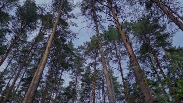 Magas, vékony fák az erdőben — Stock videók