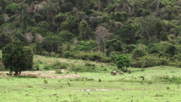 Elefantes asiáticos en la naturaleza salvaje — Vídeos de Stock