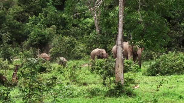 Elefantes asiáticos na natureza selvagem — Vídeo de Stock
