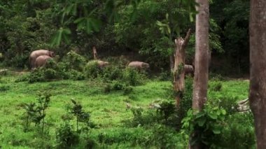 Vahşi doğadaki Asya filleri