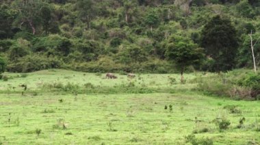 Vahşi doğadaki Asya filleri