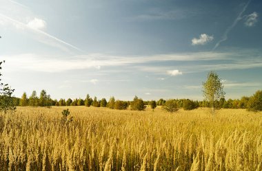 Woodland üzerinde arka plan mavi gökyüzü beyaz bulut ile sonbahar manzara