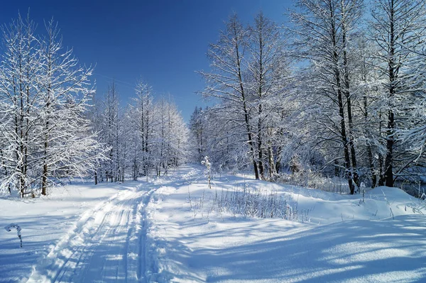 Track Left Skis Beautiful Wood Background Blue Sky Winter — Stock Photo, Image