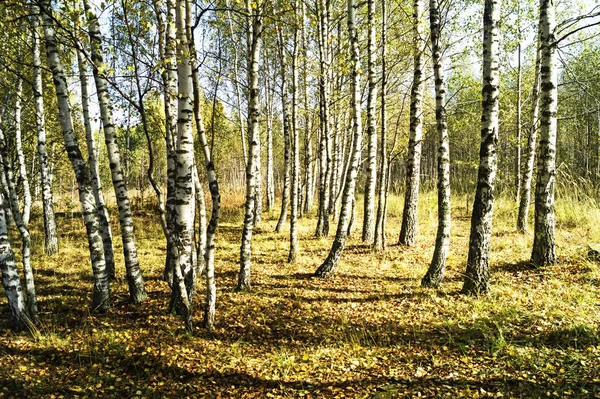 Beautiful Autumn Wood Solar Day White Birch — Stock Photo, Image