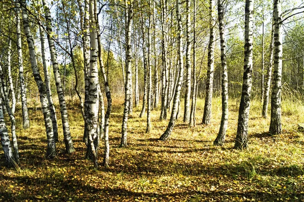 Kaunis Syksyn Puu Aurinko Päivä Valkoinen Koivu — kuvapankkivalokuva