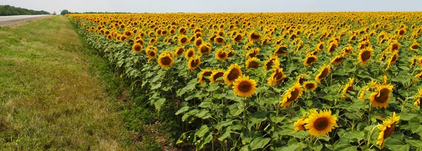 Belle Fleur Tournesol Avec Pétale Jaune Pousse Dans Champ — Photo