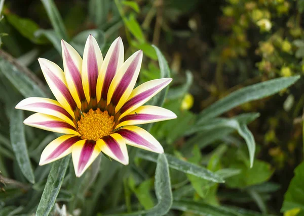 Gazania Fiore Sfondo Foglio Verde Cresce Giardino Anno — Foto Stock