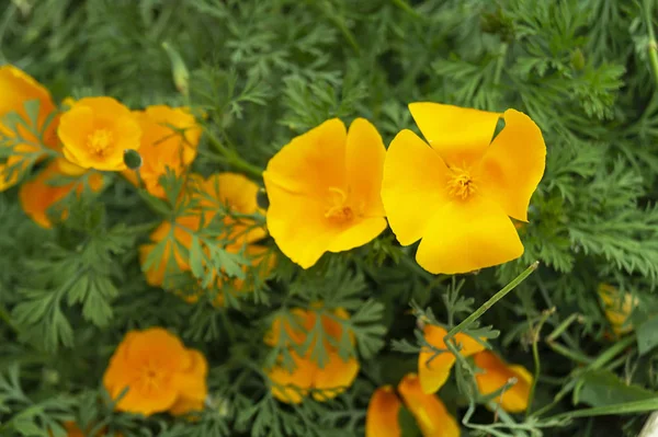 Sfondo Naturale Con Fiore Arancione Sfondo Foglio Verde Giardino — Foto Stock