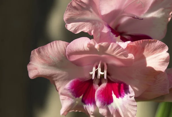 Цветок Гладиолус Розовый Цвет Растет Саду Темном Фоне — стоковое фото