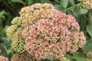 Güzel çok yıllık çiçek bahçede yeşil arka plan sayfa üzerinde büyür.