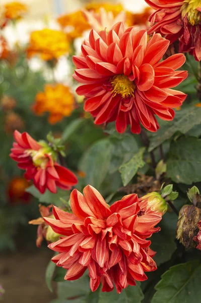 Bellissimo Fiore Rosso Dalia Cresce Giardino Sfondo Foglio Verde — Foto Stock