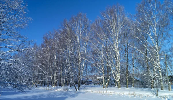 Village Birch Wood Winter Background Blue Sky Solar Day — Stock Photo, Image