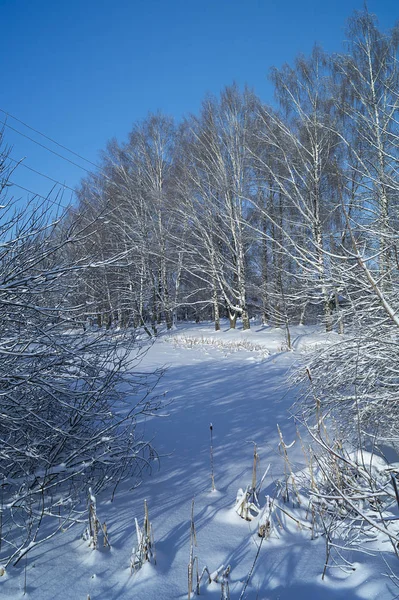 Winter landscape with birch at solar day on background blue sky