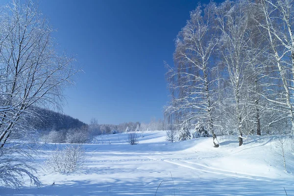 Winter Landscape Birch Solar Day Background Blue Sky — Stock Photo, Image