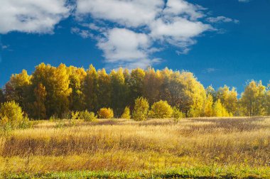 Ahşap ve beyaz bulut ile güzel mavi gökyüzü ile sonbahar manzara                              