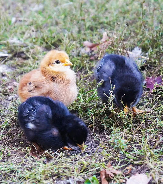 Group nestling hens on green herb