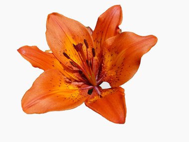 Beyaz arka plan üzerinde izole kırmızı lily yakın çekim için çiçek