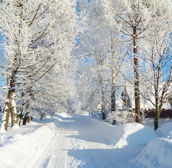 Rustic Street Winter Frozen Tree Bright Solar Day — Stock Photo, Image