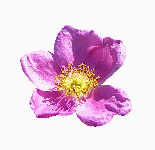 Kwiat Dzikiej Róży Róża Barwy Izolowane Białym Tle — Zdjęcie stockowe