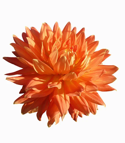 Güneş gün beyaz arka plan üzerinde yalıtılmış turuncu dahlia çiçeği
