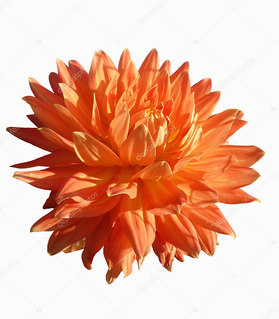 Flower of the orange dahlia at solar day insulated on white background