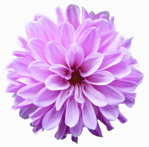 Güneş gün beyaz arka plan üzerinde yalıtımlı dahlia çiçeği